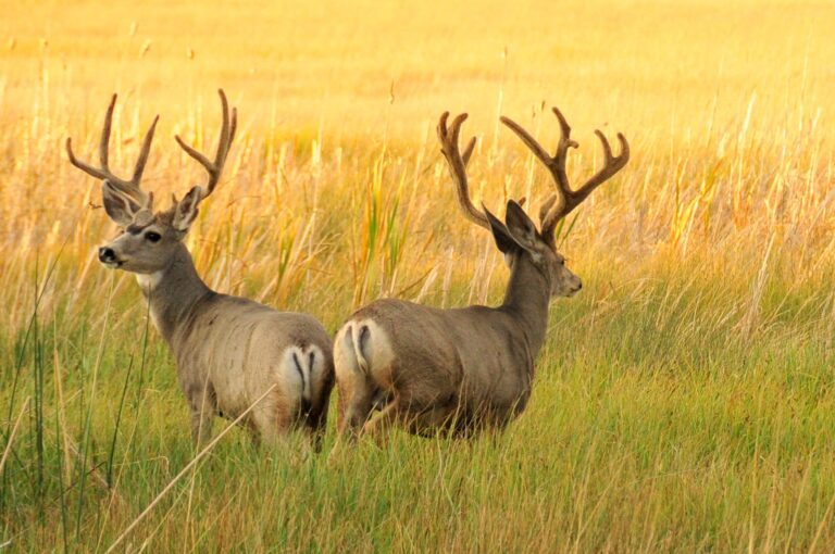 Two mule deer bucks in velvet standing in golden grass