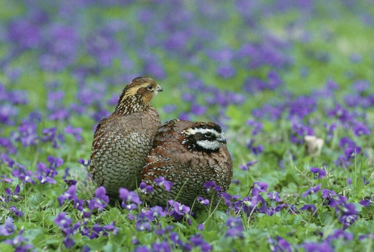 Northern bobwhite quail