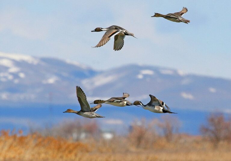 Northern pintails in flight