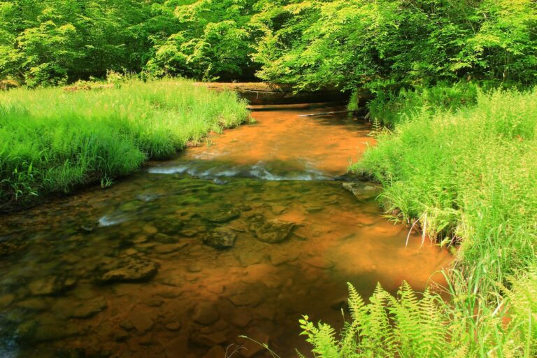 East Fork Run riffling through bright green grasses in the Tionesta Research Natural Area