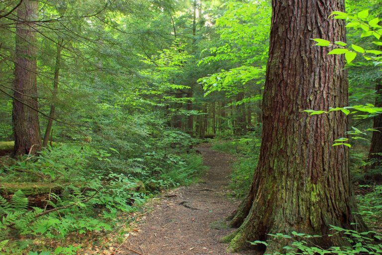 Old-growth hemlocks and white pines in the Hearts Content Scenic Area, Allegheny National Forest