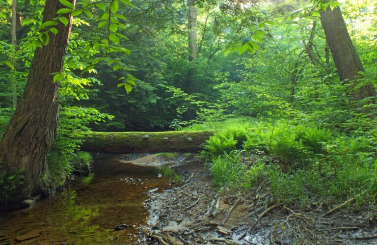 East Fork Run through ferns and hemlocks in the Tionesta Research Natural Area, Allegheny National Forest