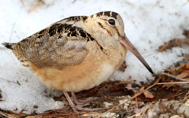 American woodcock on late snow in early spring
