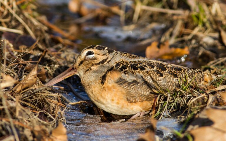 American woodcock probing along a wet woodland edge