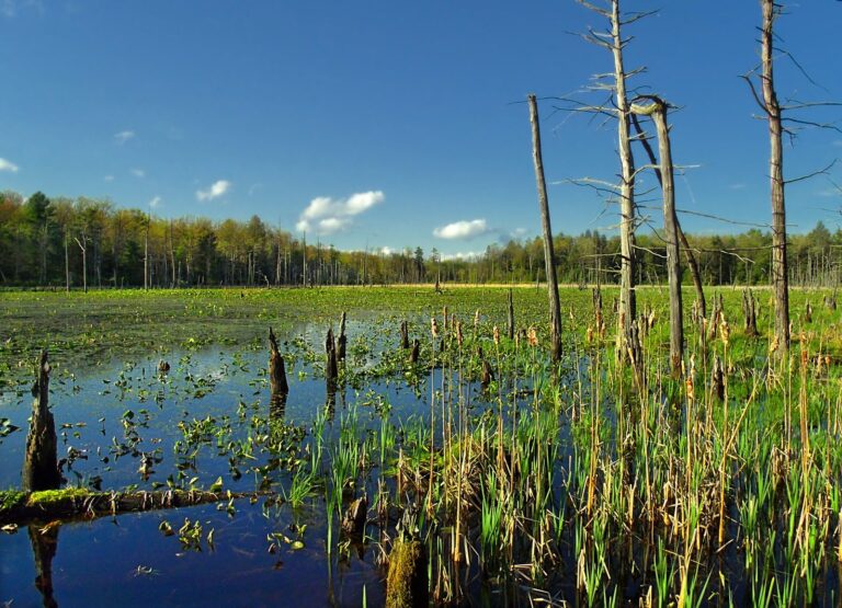 Rosecrans Bog with standing snags and sedges in Bald Eagle State Forest, Clinton County