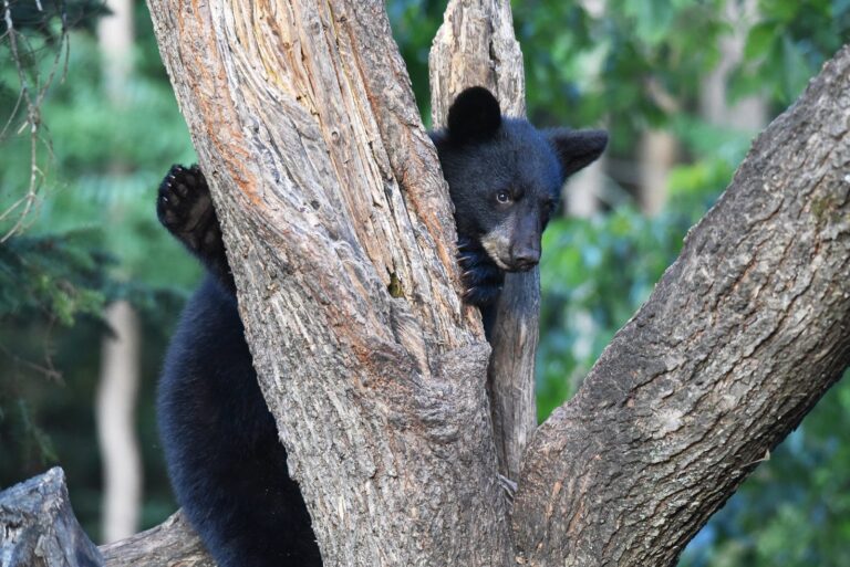 Black bear cub peeking around a tree trunk