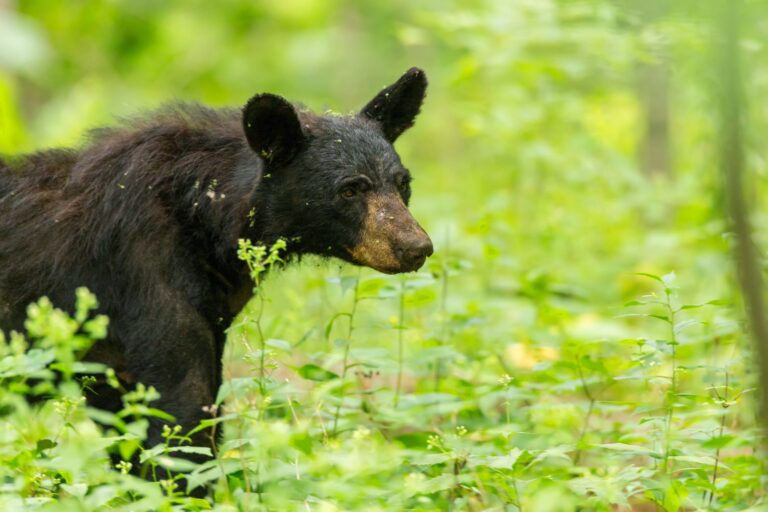 Brown-phase black bear walking through ferns and summer greenery