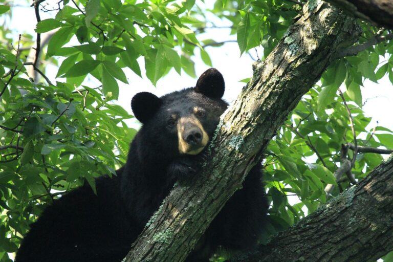 Young black bear resting in the fork of a tree