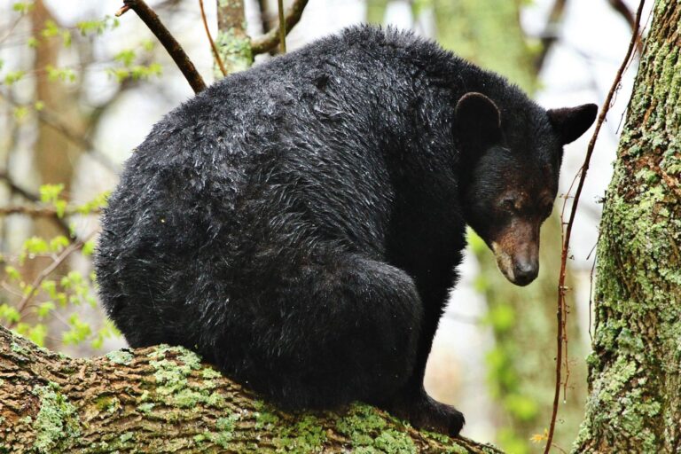 Black bear sitting on a mossy log in the forest