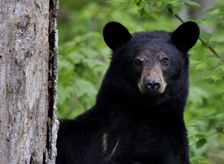 Black bear standing in green summer woods