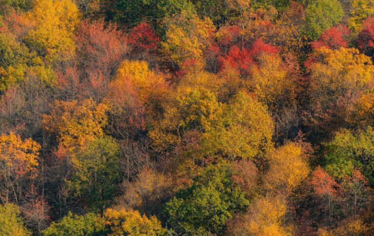 Orange, red and yellow autumn treetops on Big Mountain in Buchanan State Forest