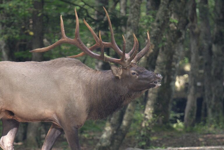 Bull elk with a heavy rack bugling at the forest edge during the fall rut