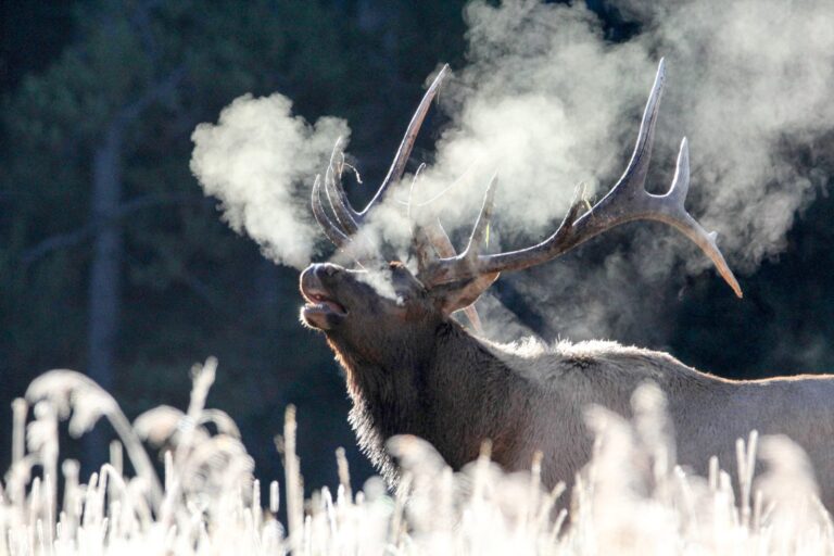 Bull elk bugling with frosty breath on a cold autumn morning