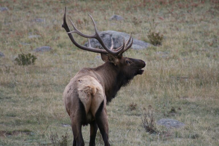 Bull elk bugling in dry autumn grass during the rut