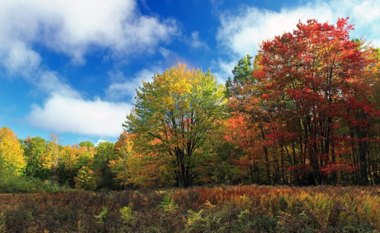 Meadow ringed by red and gold autumn trees in the Wykoff Run Natural Area, Cameron County