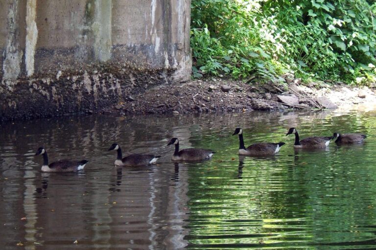 Line of Canada geese swimming along a shaded bank