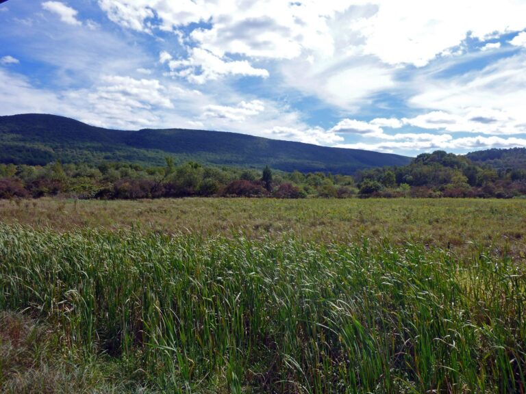 Wet meadow in Cherry Valley with Kittatinny Ridge behind, Cherry Valley National Wildlife Refuge
