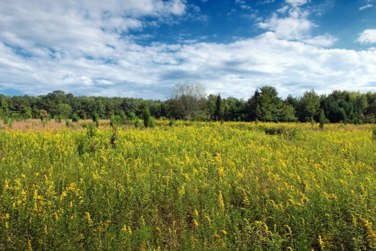 Goldenrod meadow on the mountaintop at Cherry Valley National Wildlife Refuge, Monroe County