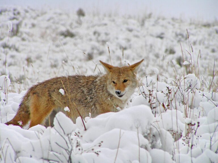 Coyote standing in snowy grass looking toward the camera