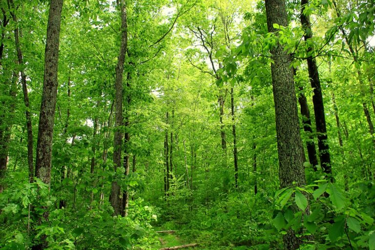 Dense green deciduous forest in the Pennel Run Natural Area of Delaware State Forest, Pike County