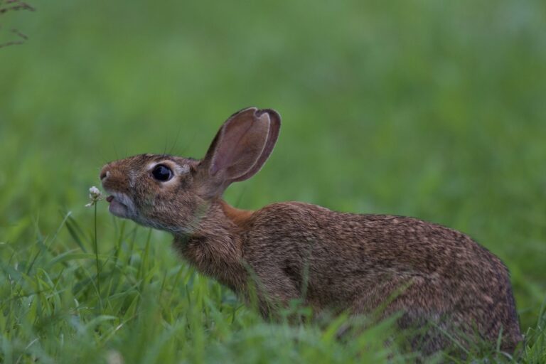 Eastern cottontail rabbit feeding in green grass