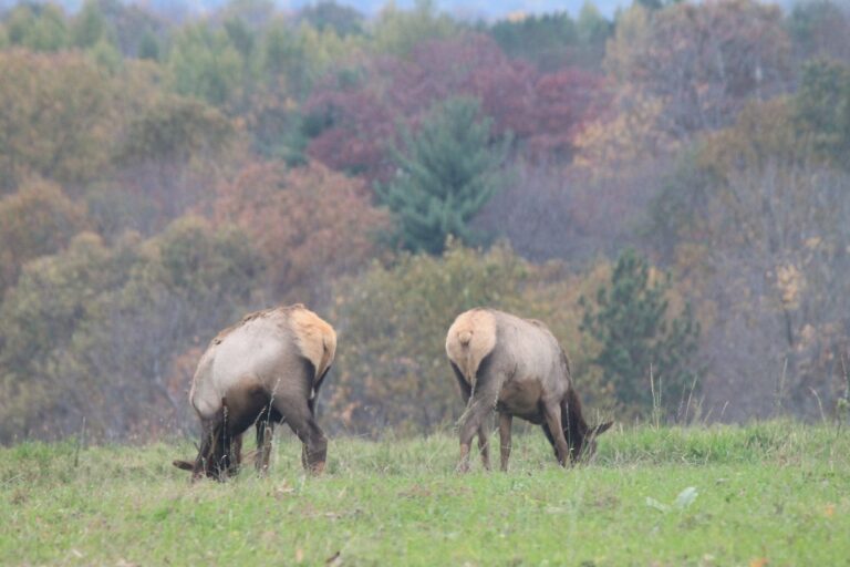 Two elk grazing in a meadow below autumn woods near the Elk Country Visitor Center, Benezette, Elk County
