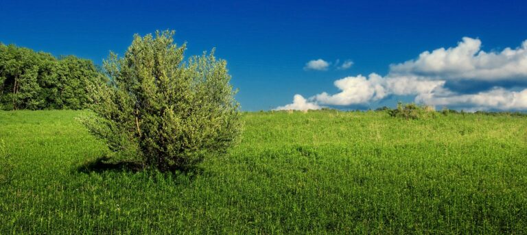 Green meadow and lone shrub under blue sky at Erie National Wildlife Refuge