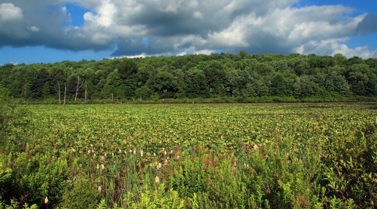 Expanse of emergent wetland plants at Erie National Wildlife Refuge, Crawford County