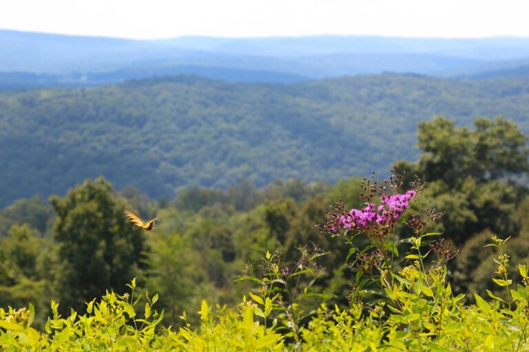 Layered blue ridges of the Allegheny Mountains in southwestern Pennsylvania seen from Kentuck Knob, Fayette County