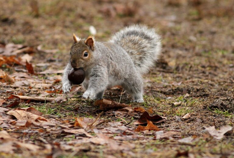 Eastern gray squirrel carrying a nut across fallen leaves