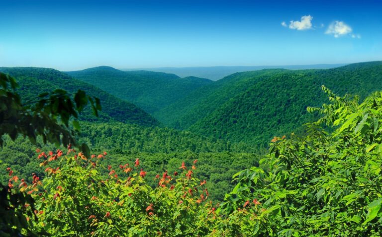 Summer plateau view with wildflowers from Brown Road Vista, Loyalsock State Forest