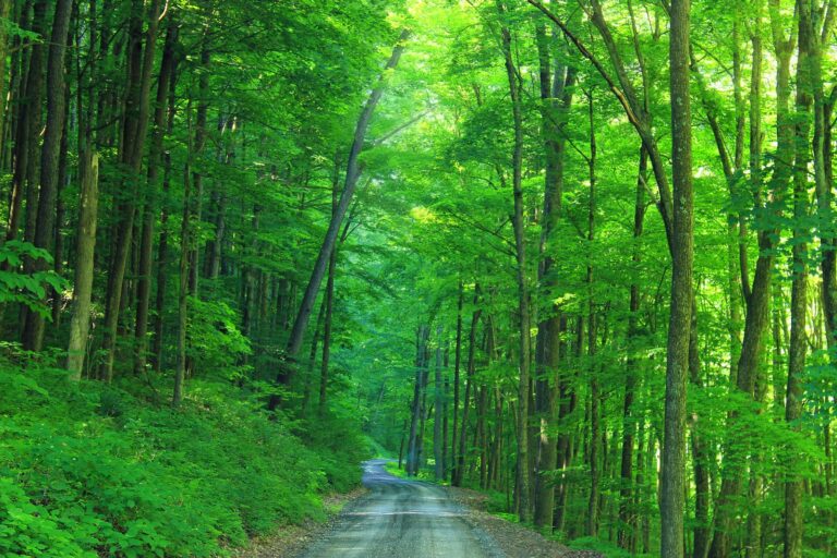 Hagerman Run Road through bright green summer forest, Loyalsock State Forest
