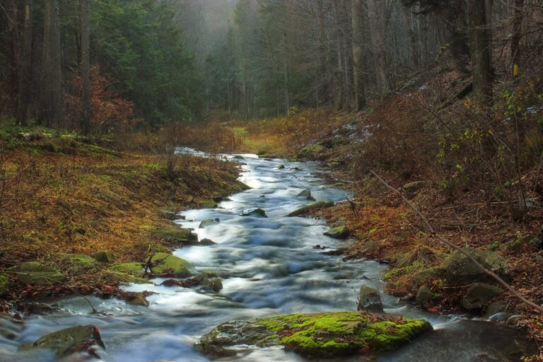 Jacoby Hollow Run tumbling through autumn woods in Loyalsock State Forest, Lycoming County