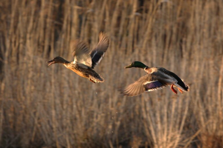 Pair of mallards flying low over cattails