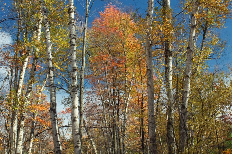 Paper birches and autumn color under a blue sky in Marion Brooks Natural Area, Moshannon State Forest