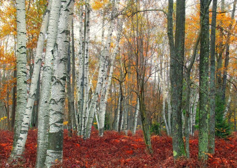 White birch grove with red autumn understory in the Marion Brooks Natural Area of Moshannon State Forest, Elk County