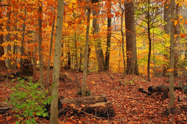 Orange autumn forest floor in the Beartown Woods Natural Area, Michaux State Forest