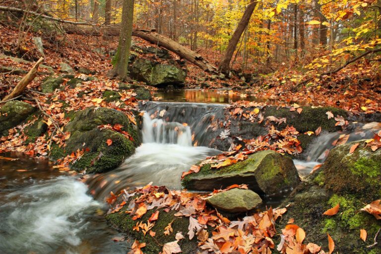 Red Run cascading through autumn leaves in the Beartown Woods Natural Area of Michaux State Forest