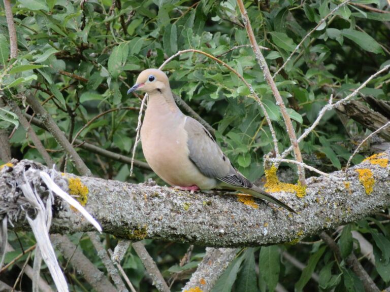 Mourning dove perched on a lichen-covered branch