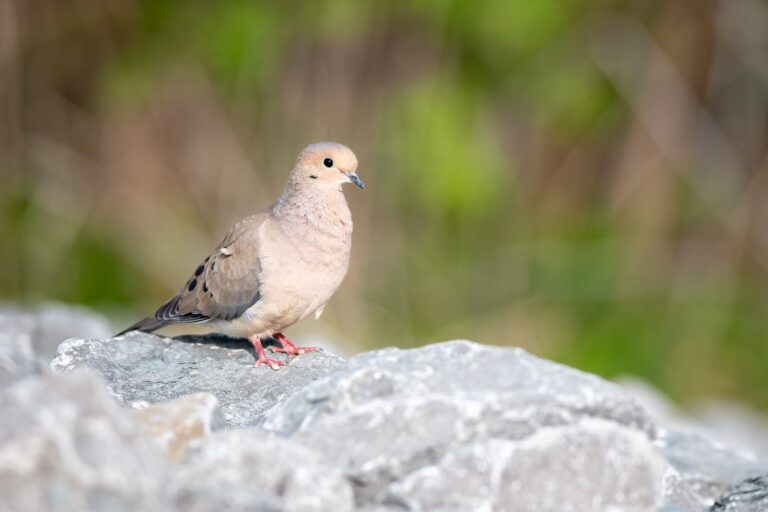 Mourning dove resting on a rock