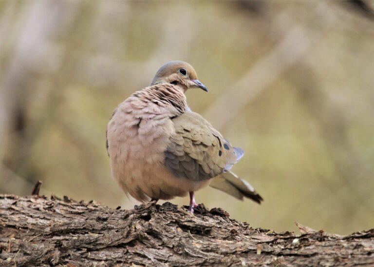 Mourning dove sitting on a weathered stump