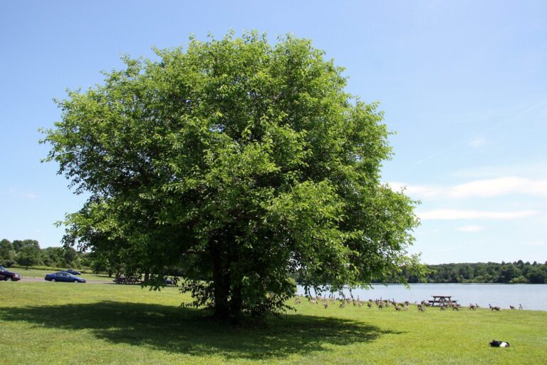 Shade tree on the grassy shore of Lake Nockamixon, Bucks County