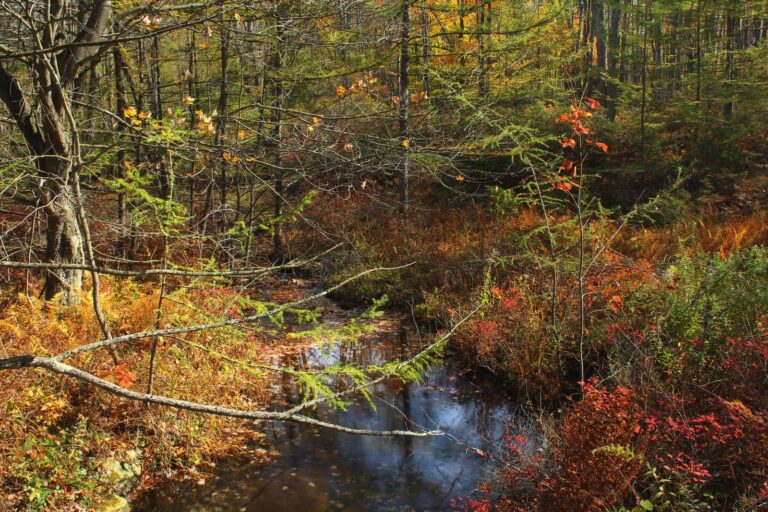 Paige Run meandering through autumn brush near its headwaters in Moshannon State Forest, Elk County