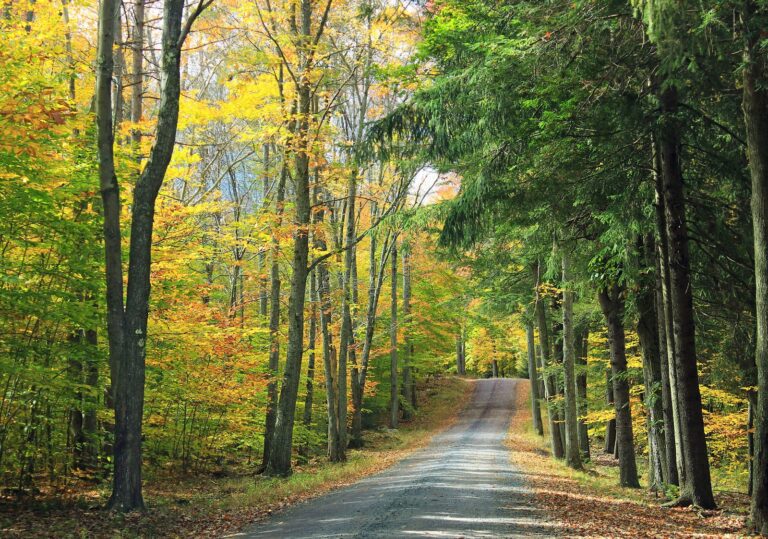 Gravel Tannery Road through yellow autumn forest, Pinchot State Forest