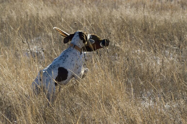 Bird dog leaping through dry grass with a pheasant in its mouth