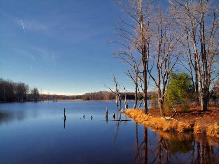 Beaver Run shallow water impoundment in autumn, Quehanna Wild Area of Moshannon State Forest