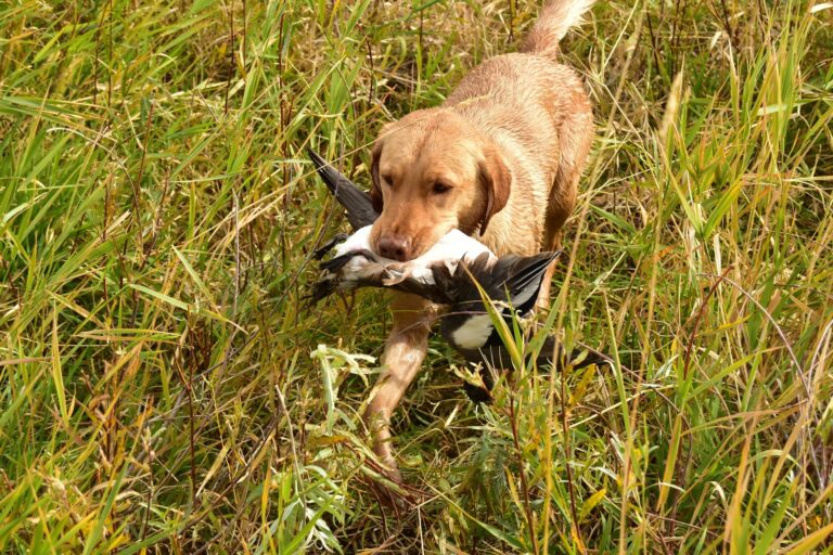 Yellow Labrador retriever carrying a duck through marsh grass