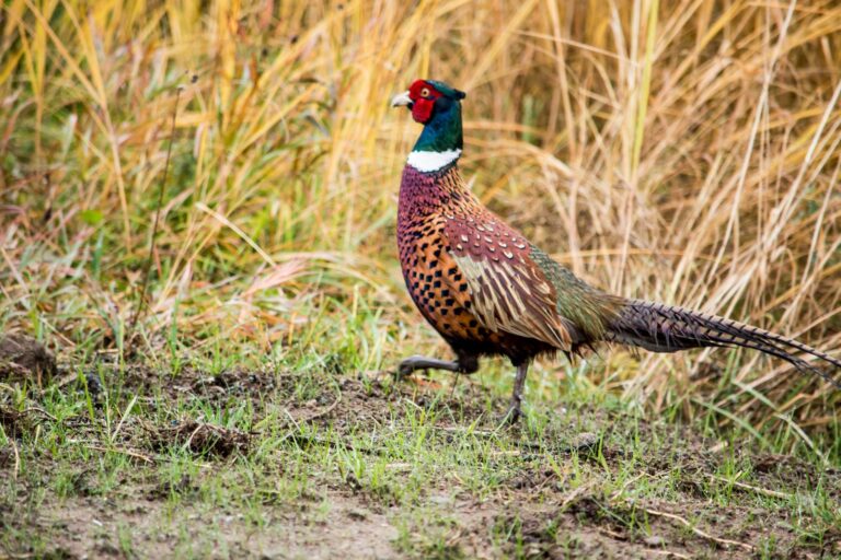 Ring-necked pheasant rooster stepping out of tall golden grass