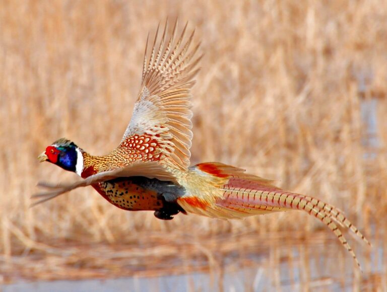 Ring-necked pheasant rooster flushing in flight over marsh grass