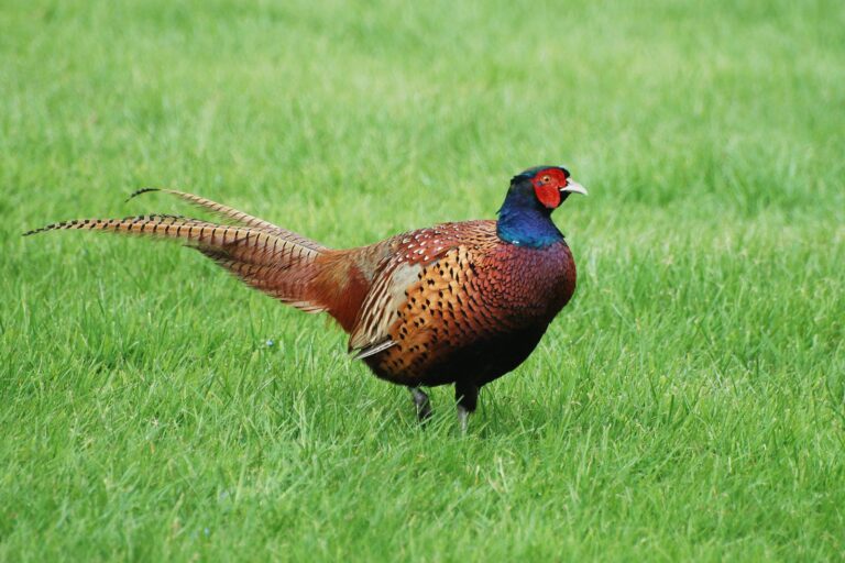 Ring-necked pheasant rooster walking on green grass